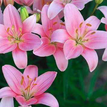 Lily